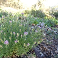 Vittadinia cuneata var. cuneata at O'Malley, ACT - 7 May 2020