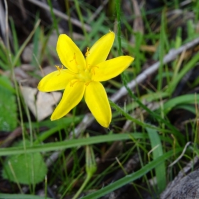 Hypoxis hygrometrica var. villosisepala (Golden Weather-grass) at Mount Mugga Mugga - 7 May 2020 by Mike