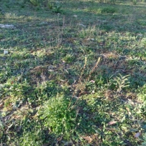 Acaena echinata at Fadden, ACT - 6 May 2020