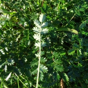 Acaena echinata at Fadden, ACT - 6 May 2020