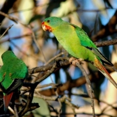 Lathamus discolor (Swift Parrot) at Mount Majura - 9 Apr 2005 by Harrisi