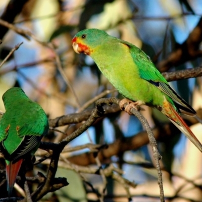 Lathamus discolor (Swift Parrot) at Hackett, ACT - 9 Apr 2005 by Harrisi