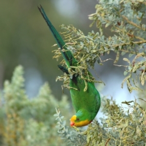 Polytelis swainsonii at Fraser, ACT - 19 Dec 2005