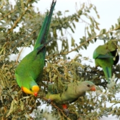 Polytelis swainsonii at Fraser, ACT - 19 Dec 2005