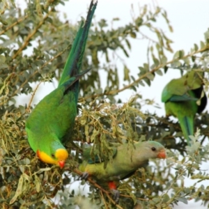 Polytelis swainsonii at Fraser, ACT - 19 Dec 2005