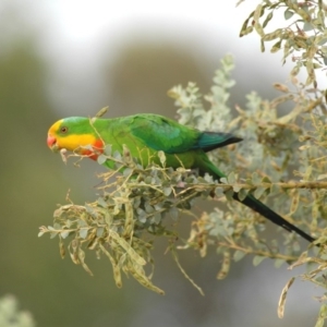 Polytelis swainsonii at Fraser, ACT - 19 Dec 2005