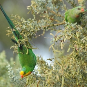 Polytelis swainsonii at Fraser, ACT - 19 Dec 2005