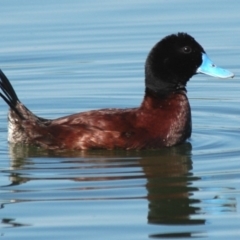 Oxyura australis (Blue-billed Duck) at Fyshwick Sewerage Treatment Plant - 12 Mar 2005 by Harrisi