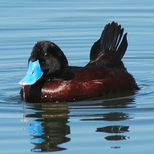 Oxyura australis at Fyshwick Sewerage Treatment Plant - 12 Mar 2005