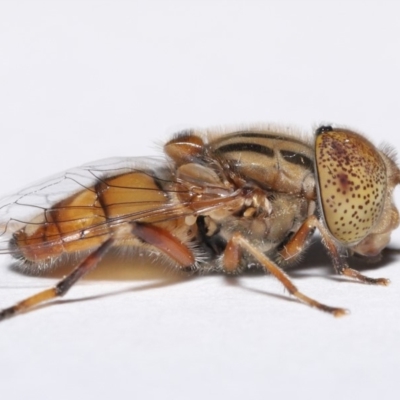 Eristalinus punctulatus (Golden Native Drone Fly) at Evatt, ACT - 13 May 2020 by TimL