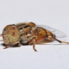 Eristalinus punctulatus at Evatt, ACT - 13 May 2020