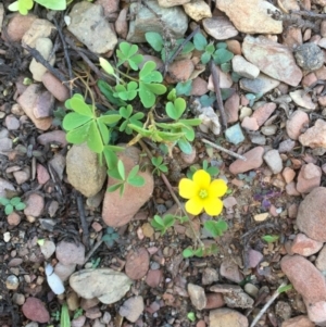 Oxalis sp. at Burra, NSW - 17 May 2020