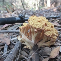 Ramaria capitata var. capitata (Pale cauliflower coral) at Cotter River, ACT - 17 May 2020 by IdleWanderer