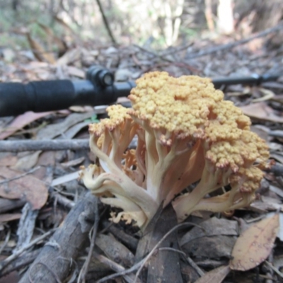 Ramaria capitata var. capitata (Pale cauliflower coral) at Cotter River, ACT - 17 May 2020 by IdleWanderer