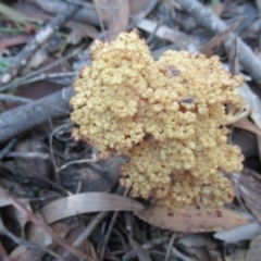 Ramaria capitata var. capitata at Cotter River, ACT - 17 May 2020