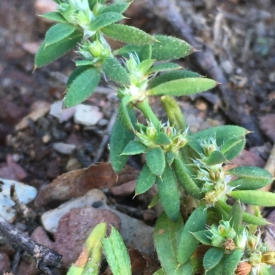 Paronychia brasiliana (Brazilian Whitlow) at Googong Foreshore - 17 May 2020 by JaneR