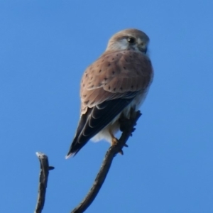 Falco cenchroides at Molonglo River Reserve - 18 May 2020