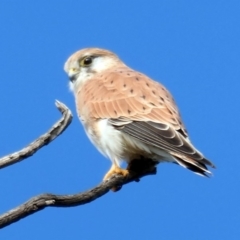 Falco cenchroides at Molonglo River Reserve - 18 May 2020