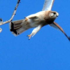 Falco cenchroides at Molonglo River Reserve - 18 May 2020