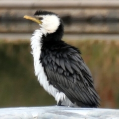 Microcarbo melanoleucos (Little Pied Cormorant) at Coombs Ponds - 17 May 2020 by Hutch68