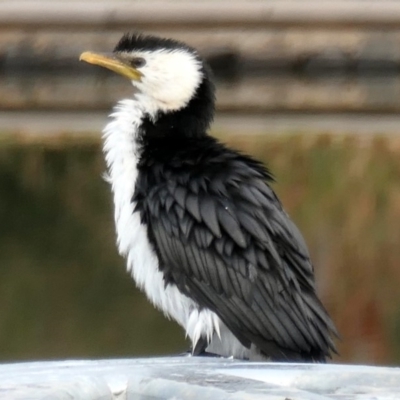 Microcarbo melanoleucos (Little Pied Cormorant) at Coombs Ponds - 17 May 2020 by Hutch68