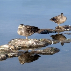 Anas superciliosa (Pacific Black Duck) at Coombs Ponds - 18 May 2020 by Hutch68