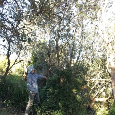 Banksia integrifolia subsp. integrifolia (Coast Banksia) at North Tura - 17 May 2020 by Carine