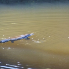 Ornithorhynchus anatinus (Platypus) at Bega, NSW - 18 May 2020 by MatthewHiggins