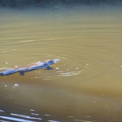 Ornithorhynchus anatinus (Platypus) at Bega, NSW - 18 May 2020 by MatthewHiggins