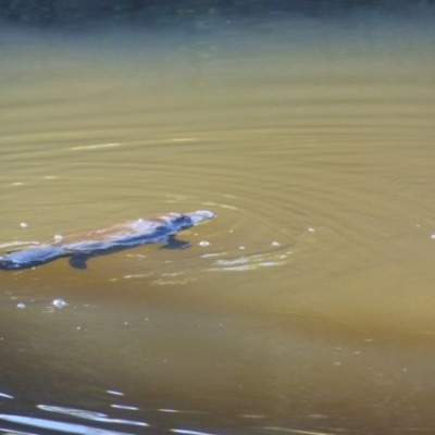 Ornithorhynchus anatinus (Platypus) at Bega, NSW - 18 May 2020 by MatthewHiggins