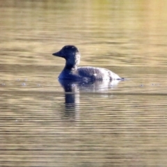 Biziura lobata (Musk Duck) at Greenway, ACT - 17 May 2020 by RodDeb