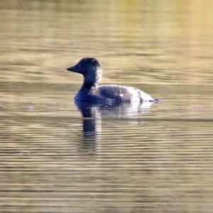 Biziura lobata at Greenway, ACT - 17 May 2020