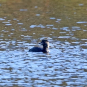 Biziura lobata at Greenway, ACT - 17 May 2020