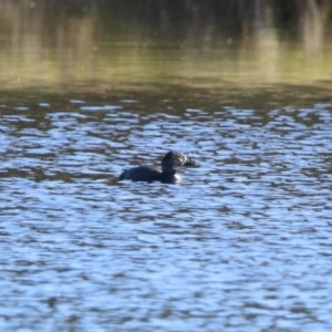 Biziura lobata at Greenway, ACT - 17 May 2020