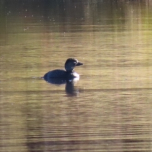 Biziura lobata at Greenway, ACT - 17 May 2020