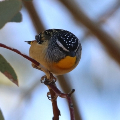 Pardalotus punctatus (Spotted Pardalote) at Greenway, ACT - 17 May 2020 by RodDeb