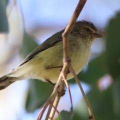 Smicrornis brevirostris (Weebill) at Greenway, ACT - 17 May 2020 by RodDeb