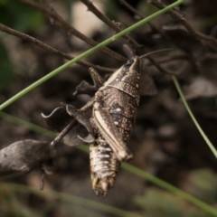 Monistria concinna (Southern Pyrgomorph) at Paddys River, ACT - 16 May 2020 by Jek