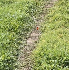 Petroica phoenicea (Flame Robin) at Coree, ACT - 18 May 2020 by RAllen