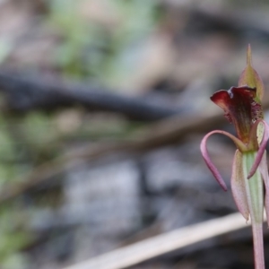 Chiloglottis reflexa at Hackett, ACT - 16 May 2020