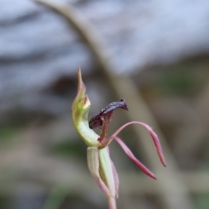 Chiloglottis reflexa at Hackett, ACT - 16 May 2020