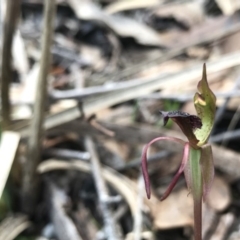 Chiloglottis reflexa at Hackett, ACT - 16 May 2020