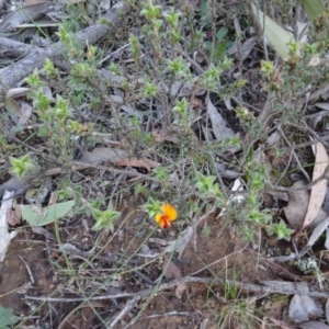 Pultenaea procumbens at Carwoola, NSW - 15 May 2020 05:06 PM