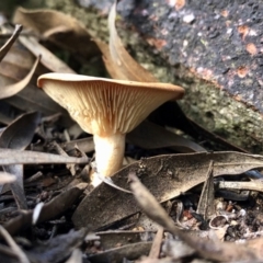 Unidentified Fungus at Clear Range, NSW - 18 May 2020 by KMcCue