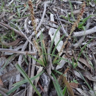 Plantago gaudichaudii (Narrow Plantain) at Stony Creek Nature Reserve - 15 May 2020 by AndyRussell