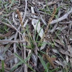 Plantago gaudichaudii at Carwoola, NSW - 15 May 2020