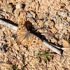 Junonia villida (Meadow Argus) at Michelago, NSW - 18 May 2020 by KMcCue