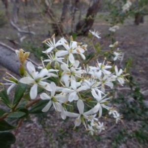 Bursaria spinosa at Carwoola, NSW - 15 May 2020