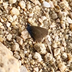 Zizina otis (Common Grass-Blue) at Michelago, NSW - 18 May 2020 by KMcCue