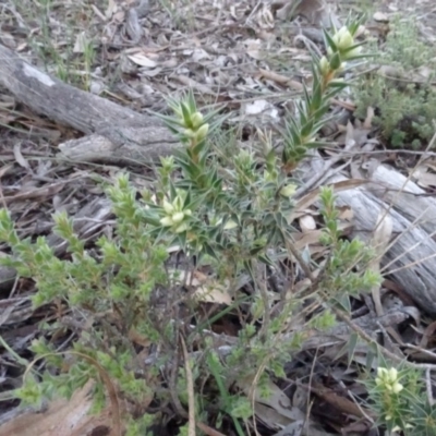 Melichrus urceolatus (Urn Heath) at Carwoola, NSW - 15 May 2020 by AndyRussell